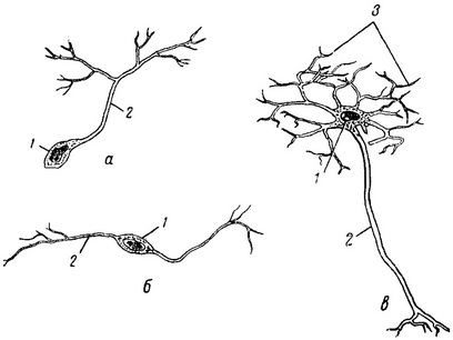 форми нервових клітин