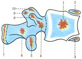 схема окостеніння поперекового хребця