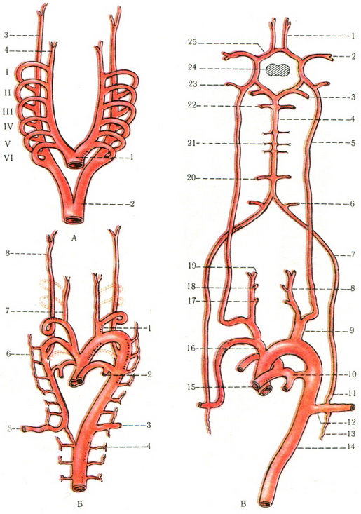перебудова дуг артерій у ембріонів