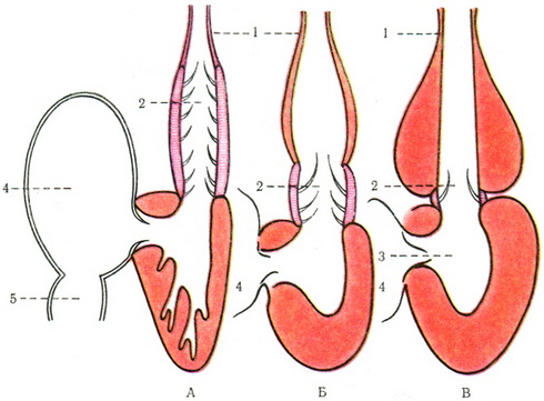 схема серця риб