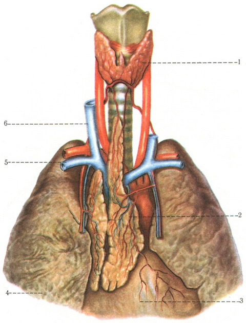 щитовидна і вилочкова залози у дитини