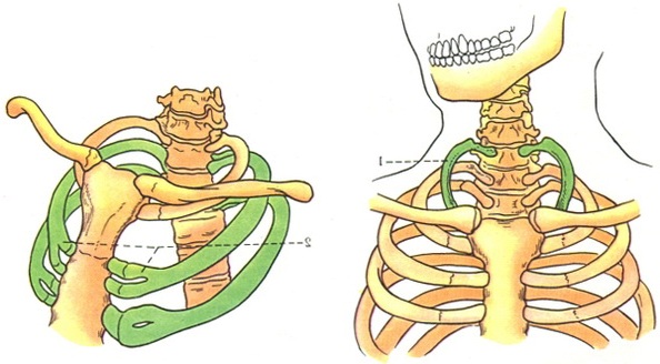 аномалії ребер