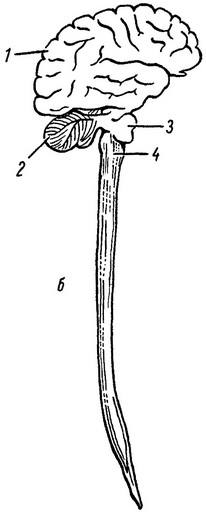 центральна нервова система
