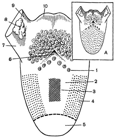 поля сприйняття смаку по Б. В. Огнєву
