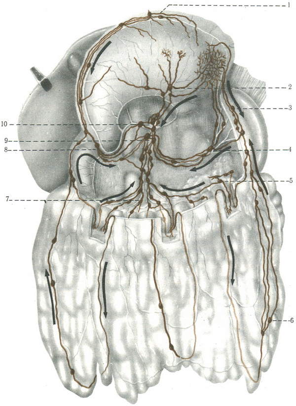 з'єднання лімфатичних судин шлунка і поперечної ободової кишки