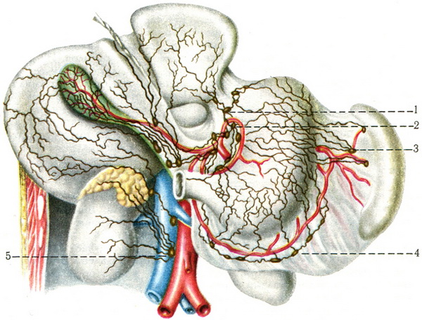 регіонарні лімфатичні вузли