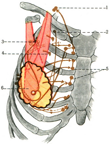 лімфатичні вузли молочної залози