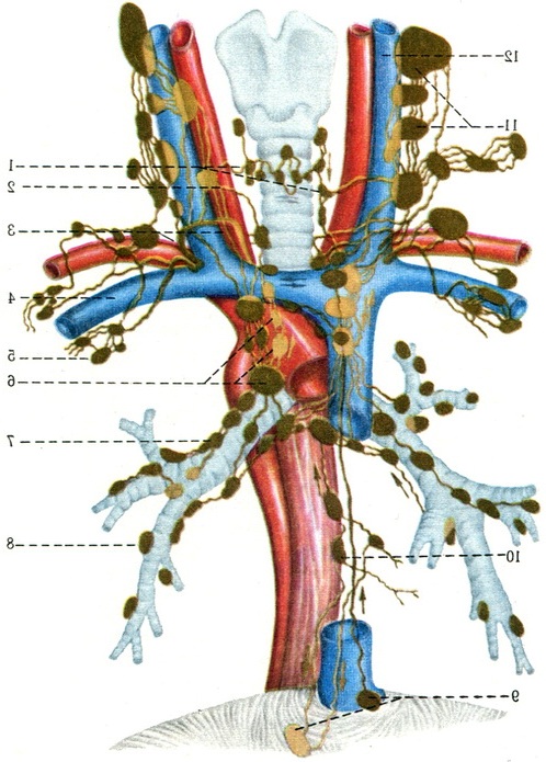 схема розташування лімфатичних вузлів шиї та середостіння