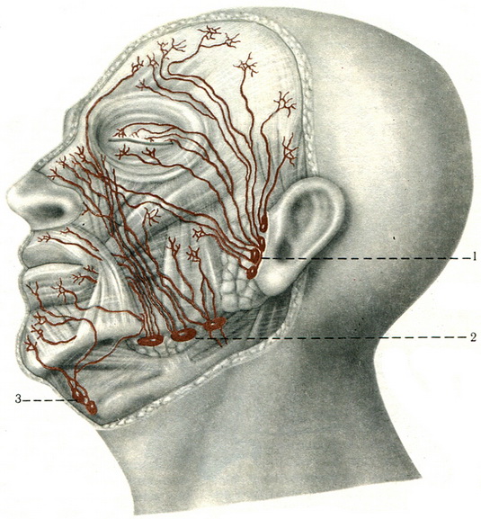 лімфатичні судини і вузли особи