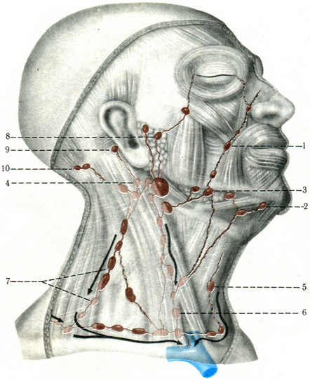 лімфатичні судини і вузли голови і шиї
