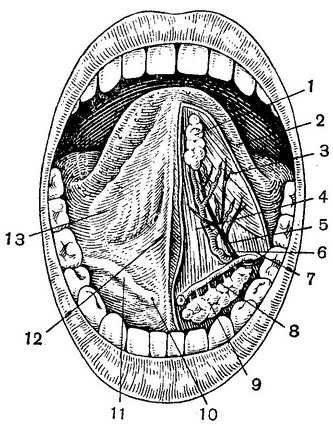 нижня поверхня язика