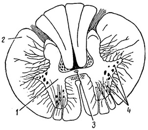 будова спинного мозку поперечний розріз