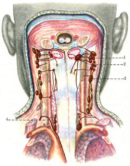 схема розташування лімфатичних вузлів глотки