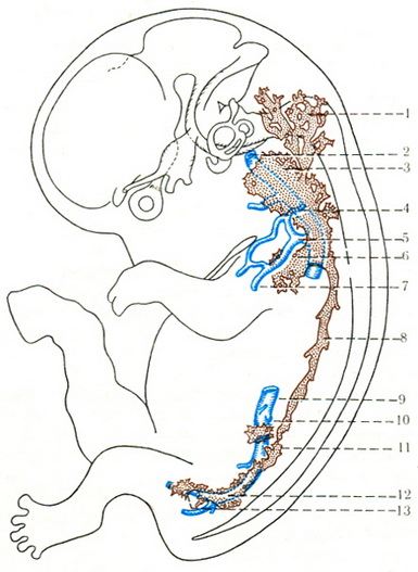 схема розвитку лімфатичної системи