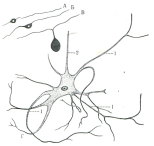 схема будови різних нейроцитов