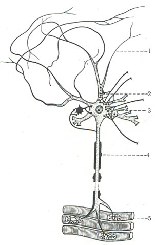 схема будови нейроцита