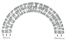 мікроструктурний аналіз нервового волокна
