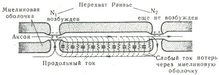 схема передачі збудження по нервовому волокну