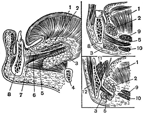 топографія під'язикового простору на зрізах
