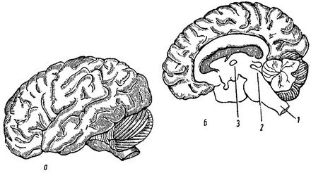 головний мозок