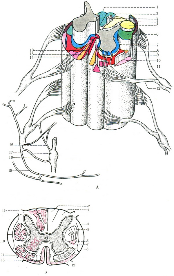 схема розташування провідних шляхів спинного мозку