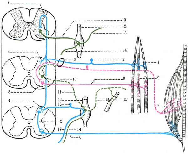 соматична та вегетативна рефлекторні дуги