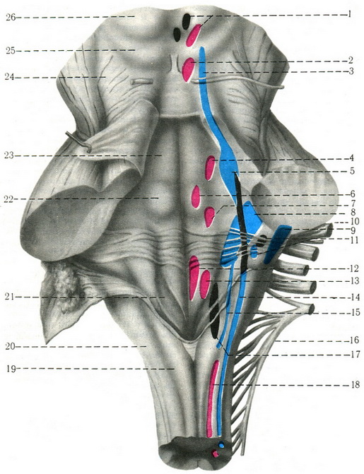 ромбоподібна ямка та ядра черепних нервів