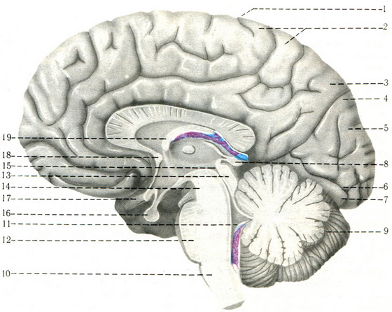 головний мозок на сагітальному розрізі