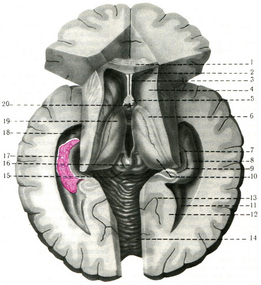 шлуночки великого мозку і таламус