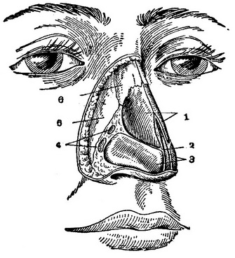 зовнішній ніс