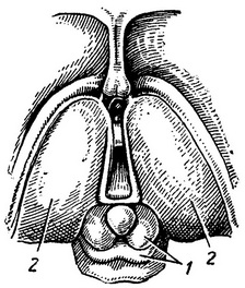 середній і проміжний мозок