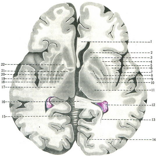 горизонтальний зріз великого мозку