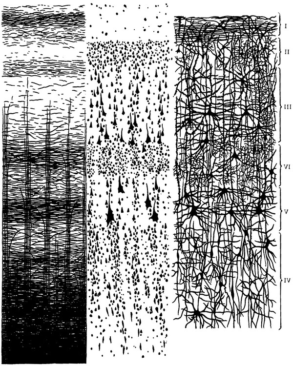 зіставлення схем нейронного будови