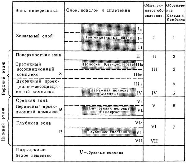 схеми будови кори великого мозку
