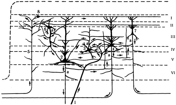 схема організації систем зв'язків кори