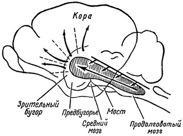 ретикулярна формація головного мозку