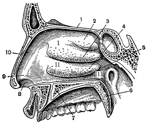 порожнина носа