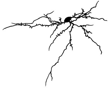 нервова клітина зонального шару