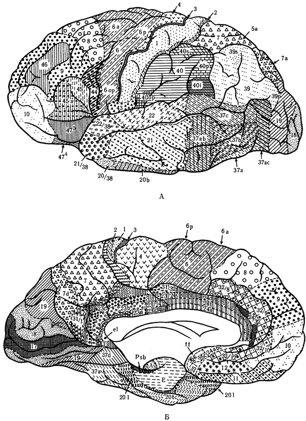 карта цитоархитектонических полів мозку людини