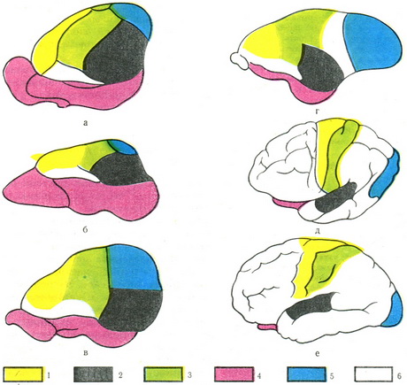 збільшення площі асоціативної кори