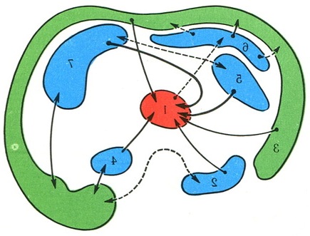 зв'язки між корою таламусом і лімбічною системою