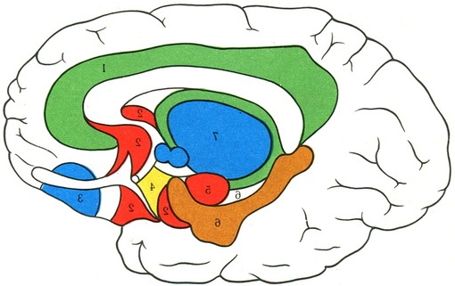схема розташування лімбічної системи і таламуса