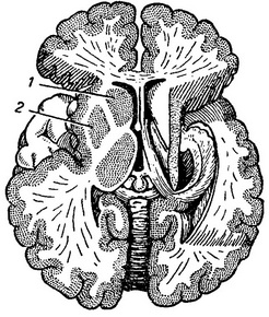 великі рухові ядра в глибині великих півкуль