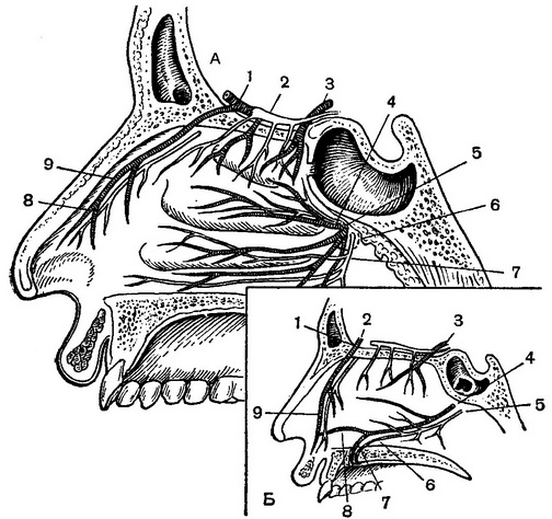 артерії і нерви стінок порожнини носа