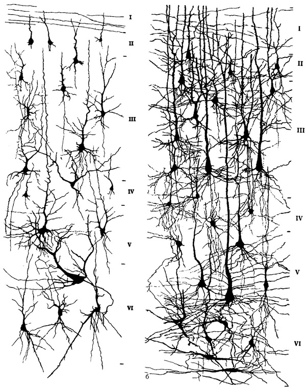 вікові особливості кори верхньої скроневої звивини