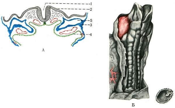 формування нервового жолобка і нервової трубки