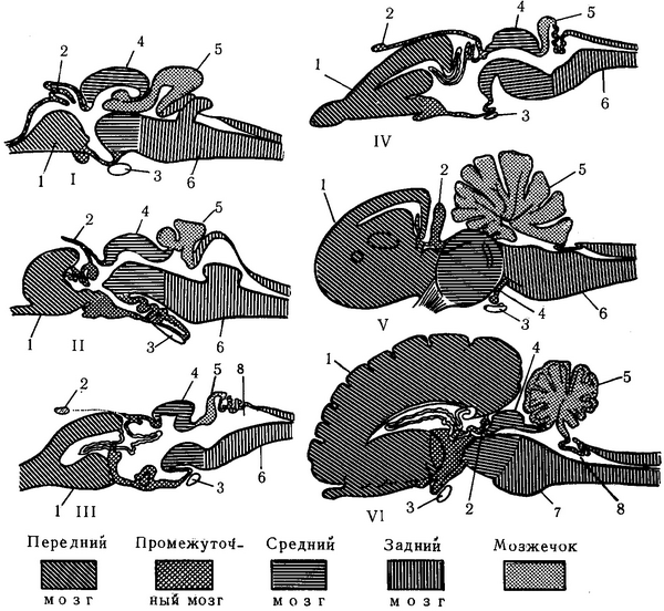 схематичні поздовжні розрізи через головний мозок