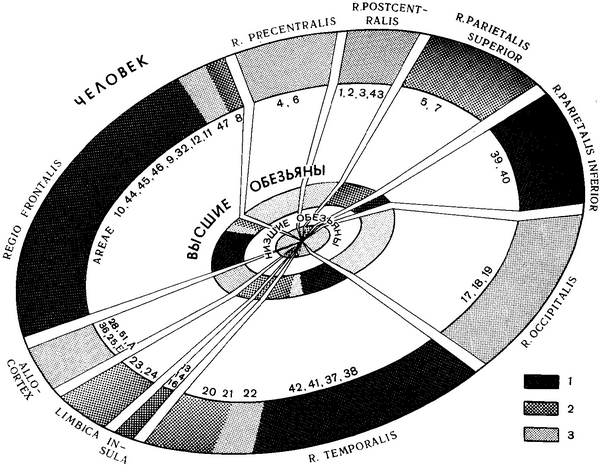порівняльна величина площі кори мозку приматів