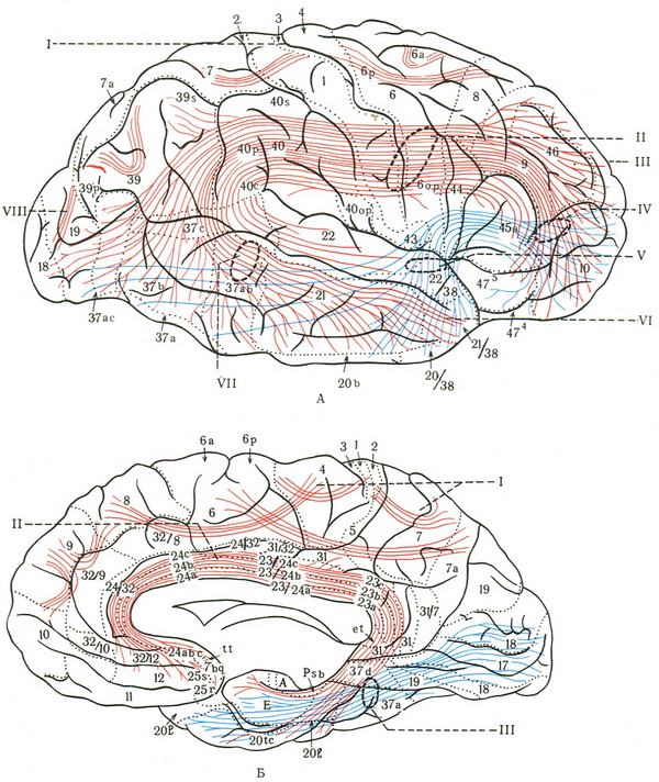 асоціативні провідні шляхи півкулі головного мозку