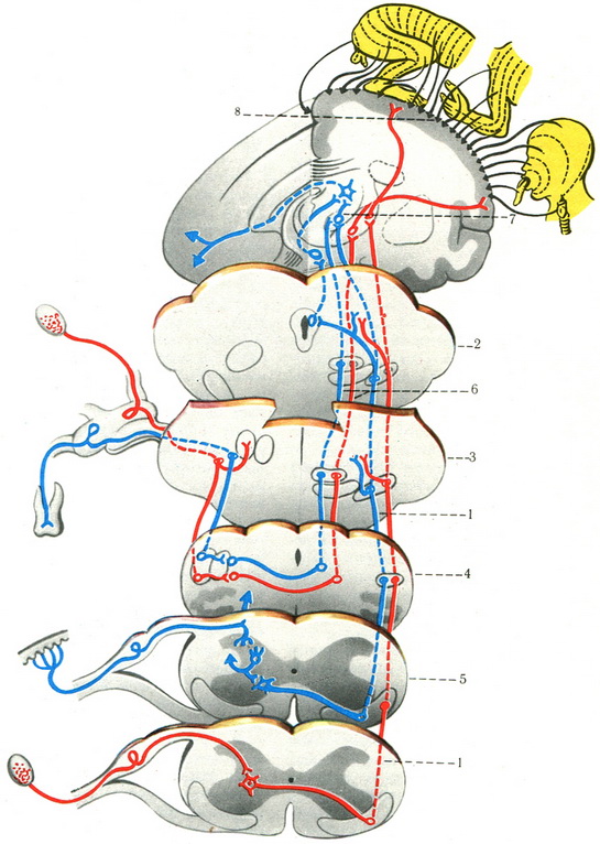 схема провідних шляхів загальної чутливості і трійчастого нерва